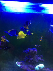 昌平北七家海水魚(yú)友出養(yǎng)定老魚(yú)，限同城打包自提，共探海水養(yǎng)殖技術(shù)交流